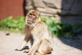 Monkey in the sun is watching right into the camera