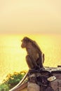 Monkey with sunshine in the evening.