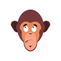 Monkey surprised Emoji. marmoset astonished emotion isolated. Ch