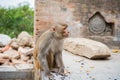 Monkey at Swayambhunath.