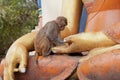 Monkey at Swayambhunath Temple, Nepal, Kathmandu