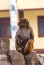 Monkey at the Swayambunath Temple, Kathmandu, Nepal