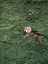 Monkey Swimming and Eating a Banana