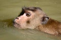 Monkey swimming at mangrove forest.