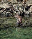 Monkey Swimming and Sitting on a Rock