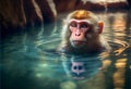 monkey swims in a hot spring in asia.