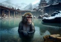 monkey swims in a hot spring in asia.