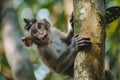 Monkey swinging and making faces Royalty Free Stock Photo