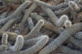 Monkey Tail Cactus Cleistocactus winteri in Rocky Soil Royalty Free Stock Photo