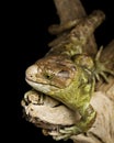 Monkey-tailed Skink Royalty Free Stock Photo