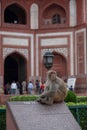 A monkey at the Taj Mahal sits on top of an informational sign.