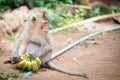 Monkey takes a bunch of bananas