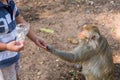 Monkey taking food from boy hand