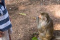 Monkey taking food from boy hand