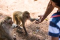 Monkey taking food from human`s hand