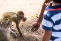 Monkey taking food from human`s hand