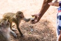 Monkey taking food from human`s hand