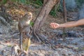 Monkey taking food from human`s hand, People feeding monkey at the monkey beach in Phi Phi Don island, Krabi, Thailand Royalty Free Stock Photo