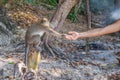 Monkey taking food from human`s hand, People feeding monkey at the monkey beach in Phi Phi Don island, Krabi, Thailand Royalty Free Stock Photo