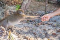 Monkey taking food from human`s hand, People feeding monkey at the monkey beach in Phi Phi Don island, Krabi, Thailand Royalty Free Stock Photo