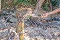 Monkey taking food from human`s hand, People feeding monkey at the monkey beach in Phi Phi Don island, Krabi, Thailand Royalty Free Stock Photo