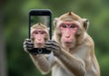 Monkey taking a selfie with a smartphone isolated on white background Royalty Free Stock Photo