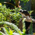 Monkey tamarin sitting on a tree Royalty Free Stock Photo