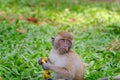 Monkey Royalty Free Stock Photo
