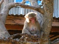 The monkey in Taungkalat Monastery on Popa Mount, Myanmar