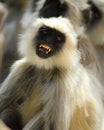 Monkey Royalty Free Stock Photo
