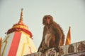 Monkey Temple in India, Rishikesh