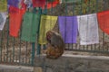 monkey temple in kathmandu, nepal, Swayambhunath Temple