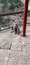 A monkey on the terrace of the temple
