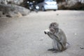 Monkey in thailand eating corn holding two paws