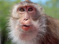 Monkey in thailand Royalty Free Stock Photo
