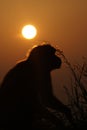 Monkey Thinkin his Life Looking on sunset Royalty Free Stock Photo