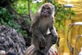 Monkey thinking on a pillar in Kuala Lumpur.