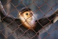 Monkey in thoughts Royalty Free Stock Photo