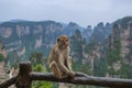 Monkey in Tianzi Avatar mountains nature park - Wulingyuan China