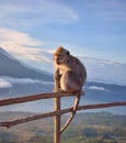 Monkey with tongue sticking out. Funny macaque sitting on a wooden fence. Mountain in the background