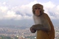 Monkey at the top Royalty Free Stock Photo