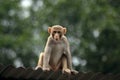 Monkey on a tin roof Royalty Free Stock Photo