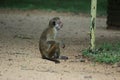 Monkey, The toque macaque is a reddish-brown-coloured Old World monkey endemic to Sri Lanka, where it is known as the rilewa or ri Royalty Free Stock Photo