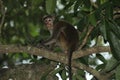 Monkey, The toque macaque is a reddish-brown-coloured Old World monkey endemic to Sri Lanka, where it is known as the rilewa or ri Royalty Free Stock Photo