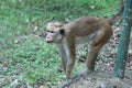 Monkey, The toque macaque is a reddish-brown-coloured Old World monkey endemic to Sri Lanka, where it is known as the rilewa or ri Royalty Free Stock Photo