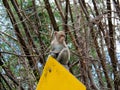 Monkey is on the traffic sign