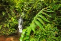 Monkey trail in the forest