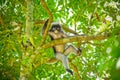 Monkey on the tree Royalty Free Stock Photo