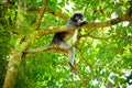 Monkey on the tree Royalty Free Stock Photo