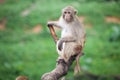Funny baboon monkey Royalty Free Stock Photo